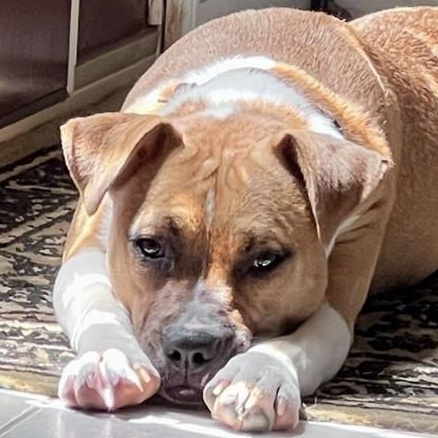 Photo of Sugar