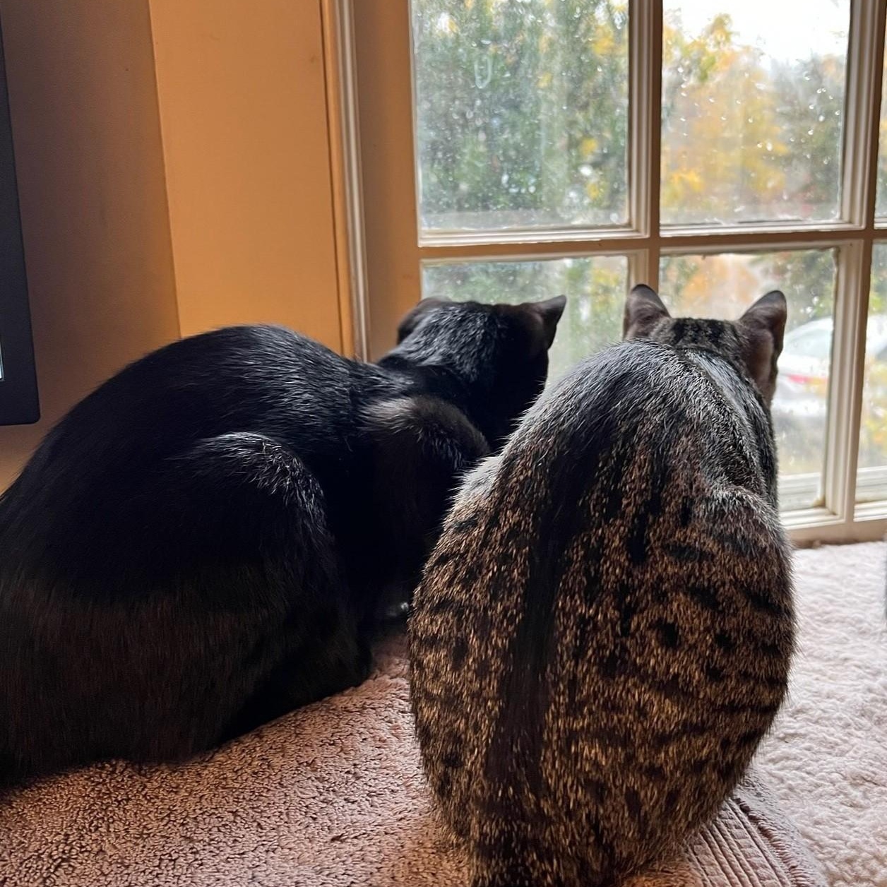 Pixie and Barnacle (Bonded Pair) available for adoption photo 6