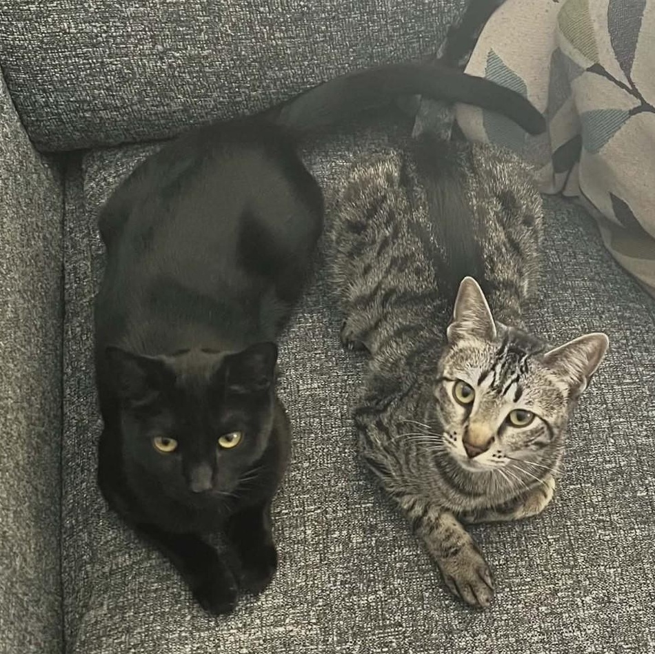 Pixie and Barnacle (Bonded Pair), a 66 Cat available for adoption in Massachusetts